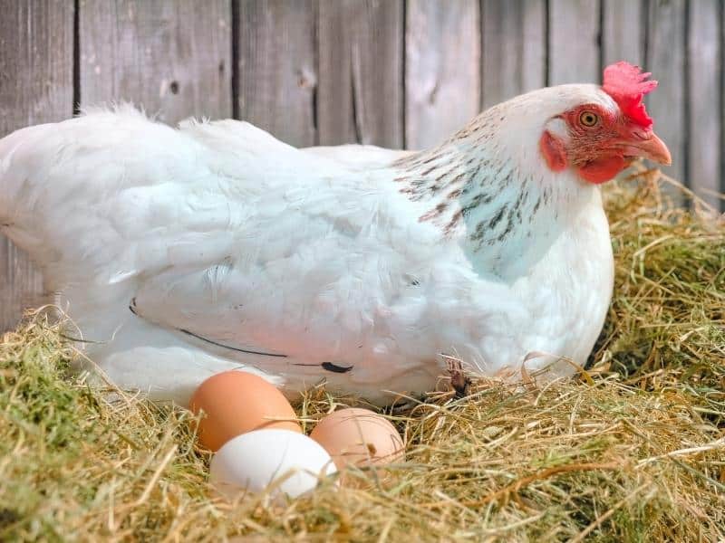 Explore The Benefits Of Raising Your Own Egg-Laying Hens