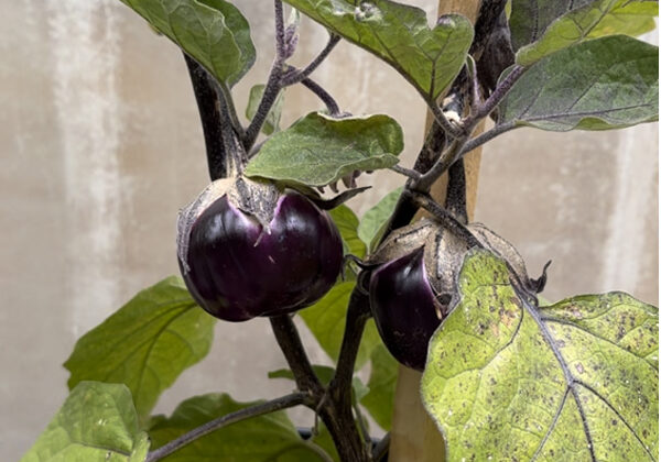Two small, round, dark purple eggplants growing on a plant with green leaves.