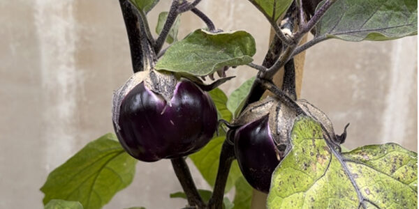 Two small, round, dark purple eggplants growing on a plant with green leaves.