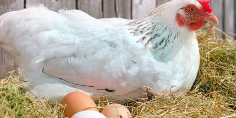 A white hen sitting on a nest of straw with three eggs.