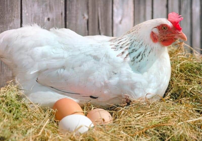 A white hen sitting on a nest of straw with three eggs.